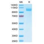 Tris-Bis PAGE - Recombinant Human SIGLEC5 Protein (Biotin) (C-terminal Human Fc Tag) (A331263) - Antibodies.com