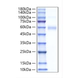 SDS-PAGE - Recombinant Human SIGLEC5 Protein (C-terminal His Tag) (A331264) - Antibodies.com