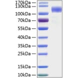 SDS-PAGE - Recombinant Human SIGLEC5 Protein (C-terminal Human Fc and His Tag) (A331265) - Antibodies.com