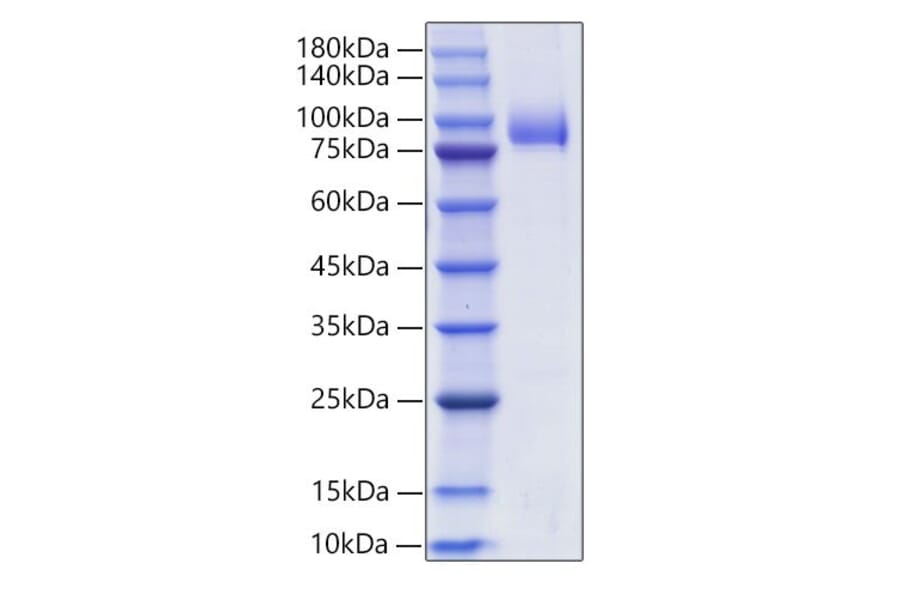 SDS-PAGE - Recombinant Human SIGLEC6 Protein (C-terminal Human Fc and His Tag) (A331266) - Antibodies.com