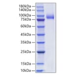 SDS-PAGE - Recombinant Human SIGLEC6 Protein (C-terminal Human Fc and His Tag) (A331266) - Antibodies.com