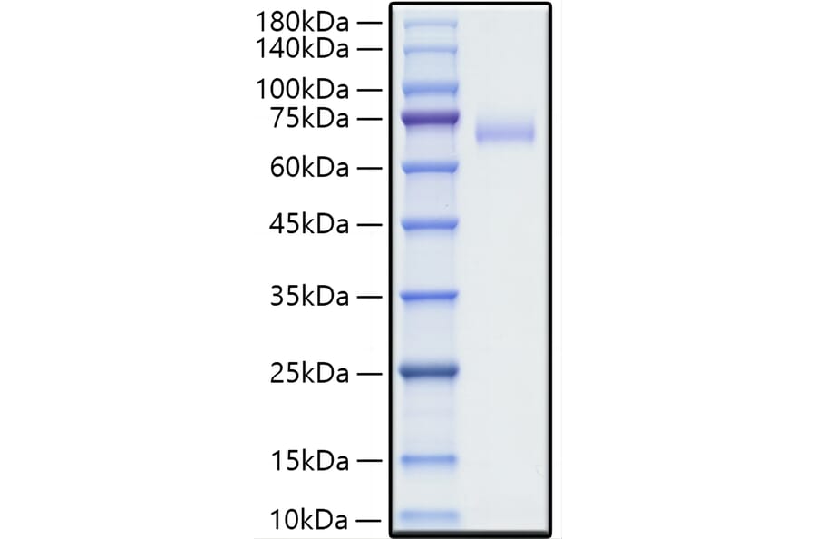 SDS-PAGE - Recombinant Human SLAM / CD150 Protein (C-terminal Human Fc Tag) (A331274) - Antibodies.com
