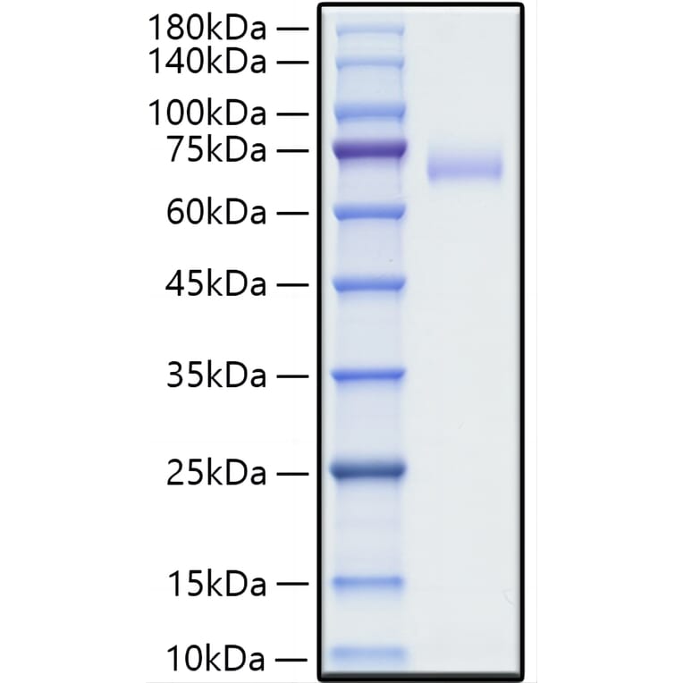 SDS-PAGE - Recombinant Human SLAM / CD150 Protein (C-terminal Human Fc Tag) (A331274) - Antibodies.com