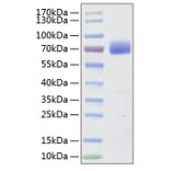 SDS-PAGE - Recombinant Human SLAMF7 Protein (C-terminal Human Fc and His Tag) (A331278) - Antibodies.com