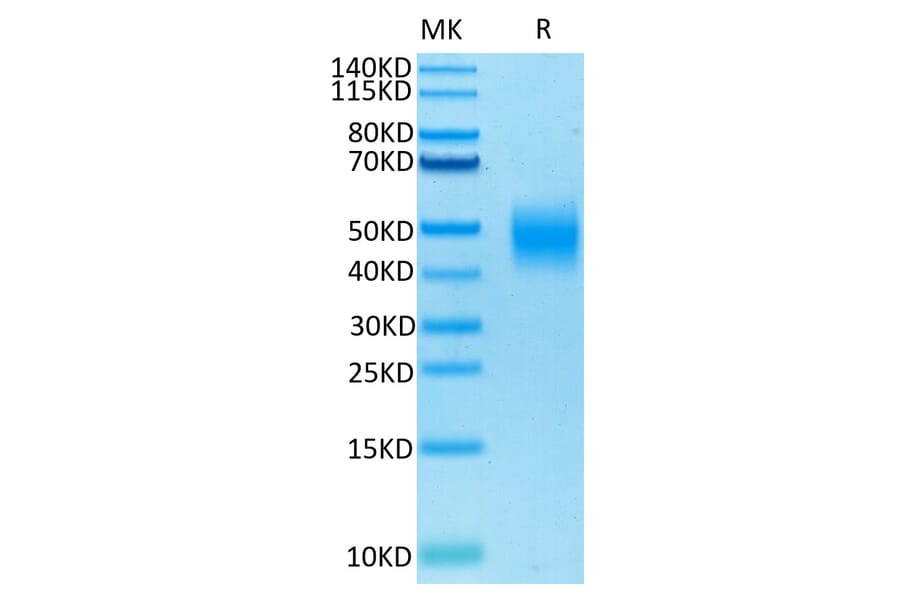 Tris-Bis PAGE - Recombinant Human SLAMF7 Protein (Biotin) (C-terminal His and Avi Tag) (A331279) - Antibodies.com