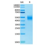 Tris-Bis PAGE - Recombinant Human SLAMF7 Protein (Biotin) (C-terminal His and Avi Tag) (A331279) - Antibodies.com