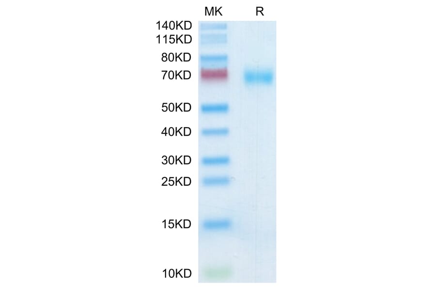 Tris-Bis PAGE - Recombinant Human SLAMF7 Protein (C-terminal Mouse Fc Tag) (A331280) - Antibodies.com