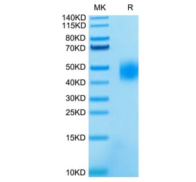 Tris-Bis PAGE - Recombinant Human SLAMF7 Protein (C-terminal His and Avi Tag) (A331282) - Antibodies.com