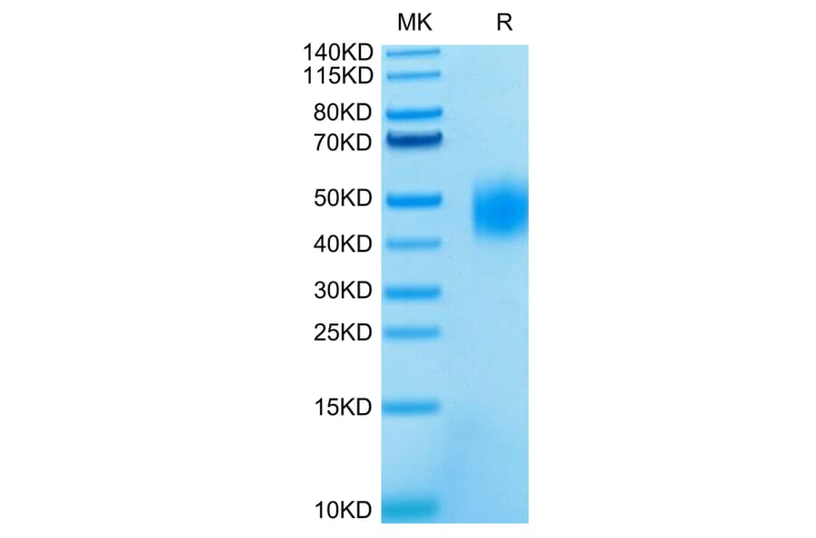 Tris-Bis PAGE - Recombinant Human SLAMF7 Protein (C-terminal His and Avi Tag) (A331282) - Antibodies.com