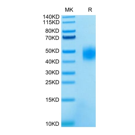 Tris-Bis PAGE - Recombinant Human SLAMF7 Protein (C-terminal His and Avi Tag) (A331282) - Antibodies.com