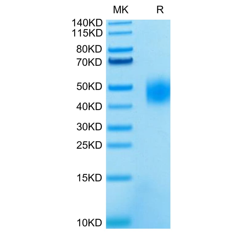 Tris-Bis PAGE - Recombinant Human SLAMF7 Protein (C-terminal His and Avi Tag) (A331282) - Antibodies.com