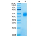Tris-Bis PAGE - Recombinant Human SLAMF7 Protein (C-terminal His and Avi Tag) (A331282) - Antibodies.com