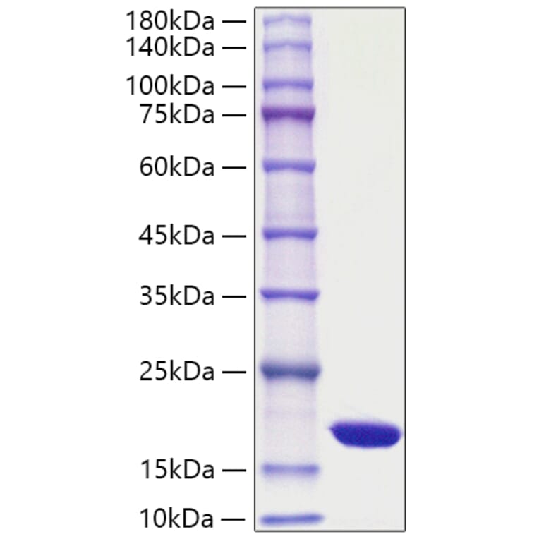 SDS-PAGE - Recombinant Yeast Smt3 Protein (A331284) - Antibodies.com