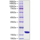 SDS-PAGE - Recombinant Yeast Smt3 Protein (A331284) - Antibodies.com