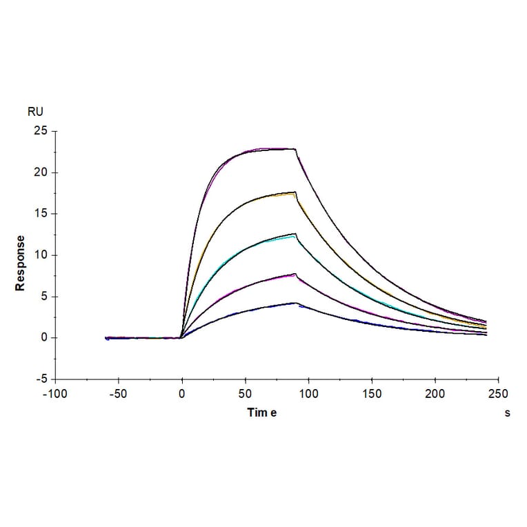 SPR Assay - Recombinant Human soluble IL2 Receptor beta Protein (Biotin) (C-terminal His and Avi Tag) (A331285) - Antibodies.com