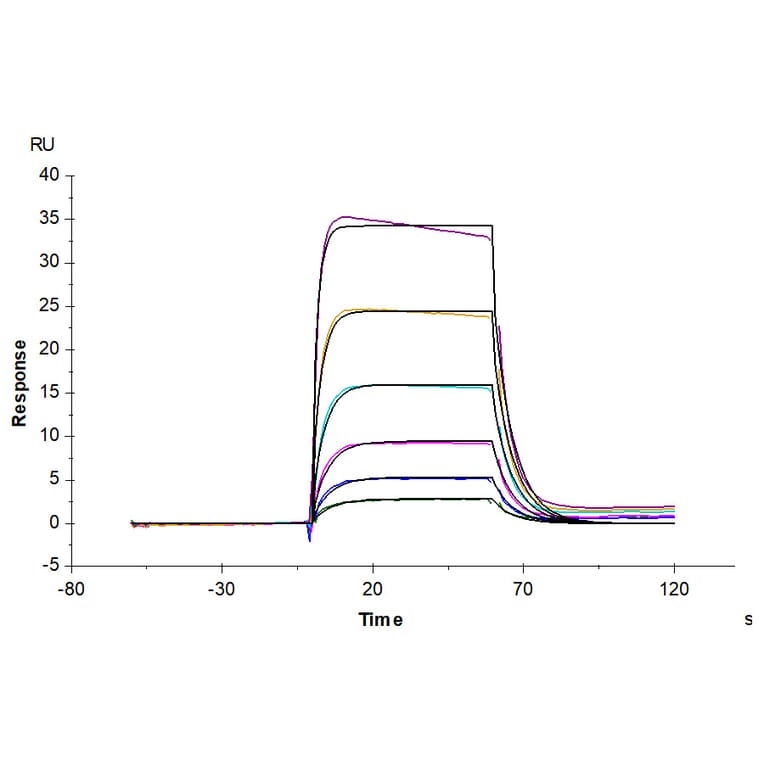 SPR Assay - Recombinant Human soluble IL2 Receptor beta Protein (Biotin) (C-terminal His and Avi Tag) (A331285) - Antibodies.com