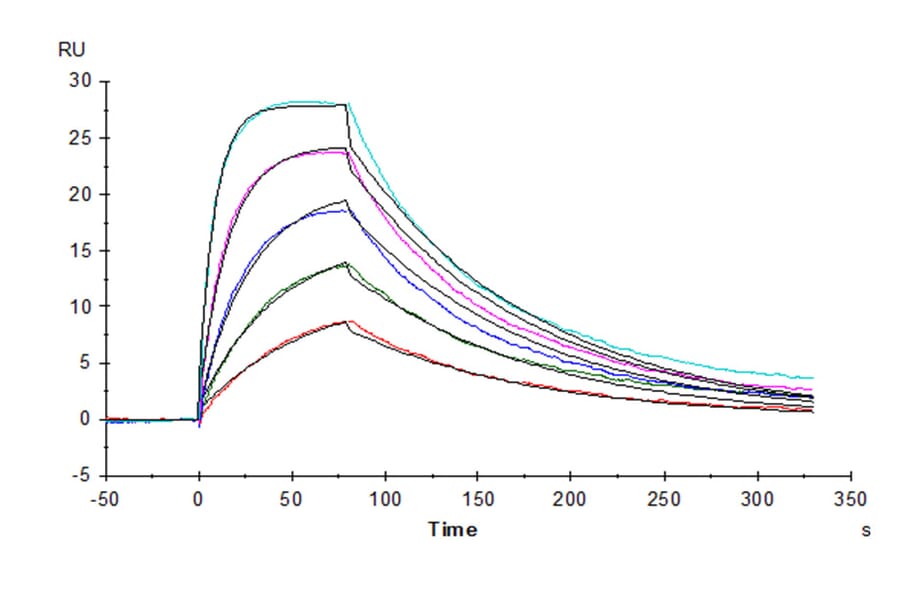 SPR Assay - Recombinant Human soluble IL2 Receptor beta Protein (C-terminal His and Avi Tag) (A331286) - Antibodies.com