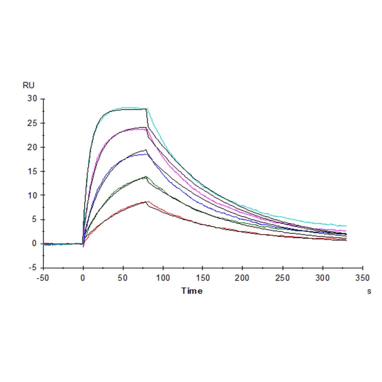 SPR Assay - Recombinant Human soluble IL2 Receptor beta Protein (C-terminal His and Avi Tag) (A331286) - Antibodies.com