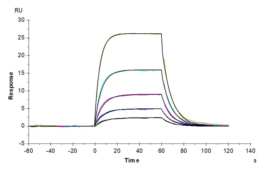 SPR Assay - Recombinant Human soluble IL2 Receptor beta Protein (C-terminal His and Avi Tag) (A331286) - Antibodies.com