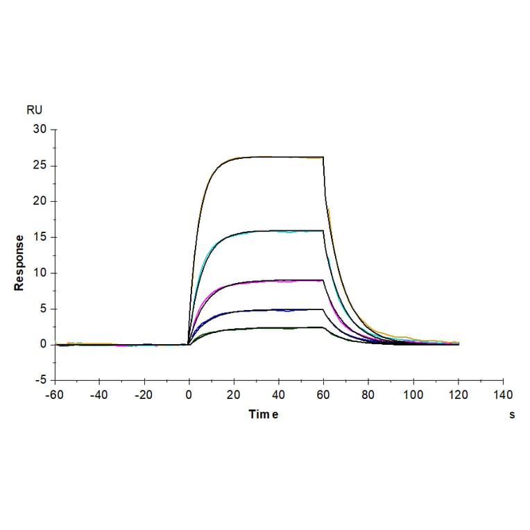 SPR Assay - Recombinant Human soluble IL2 Receptor beta Protein (C-terminal His and Avi Tag) (A331286) - Antibodies.com