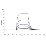 SPR Assay - Recombinant Human soluble IL2 Receptor beta Protein (C-terminal His and Avi Tag) (A331286) - Antibodies.com