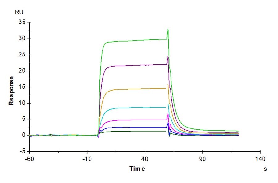 SPR Assay - Recombinant Human soluble IL2 Receptor beta Protein (C-terminal Human Fc Tag) (A331287) - Antibodies.com
