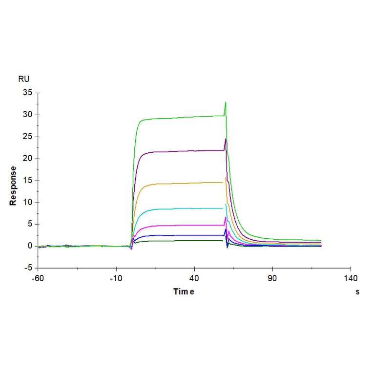 SPR Assay - Recombinant Human soluble IL2 Receptor beta Protein (C-terminal Human Fc Tag) (A331287) - Antibodies.com
