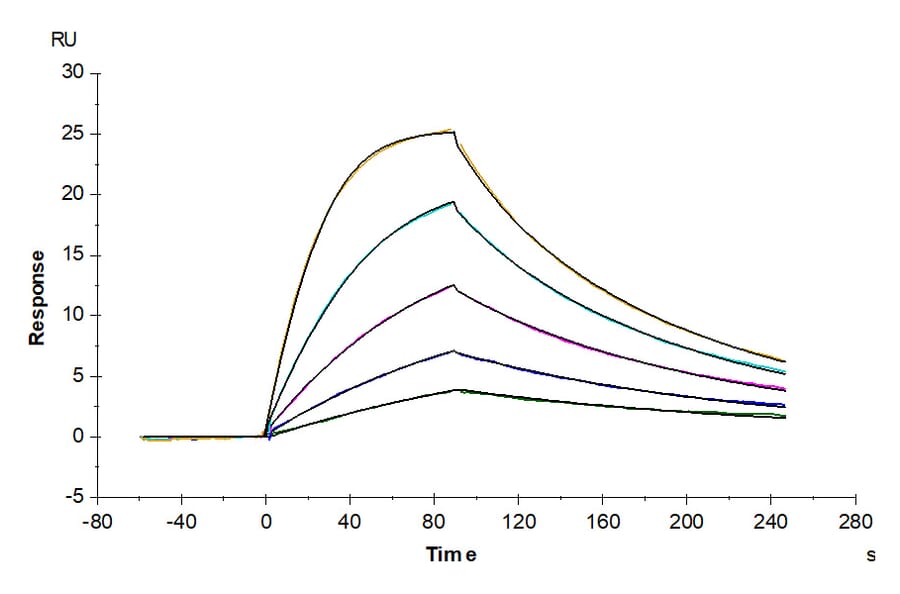 SPR Assay - Recombinant Human soluble IL2 Receptor beta Protein (C-terminal Human Fc Tag) (A331287) - Antibodies.com