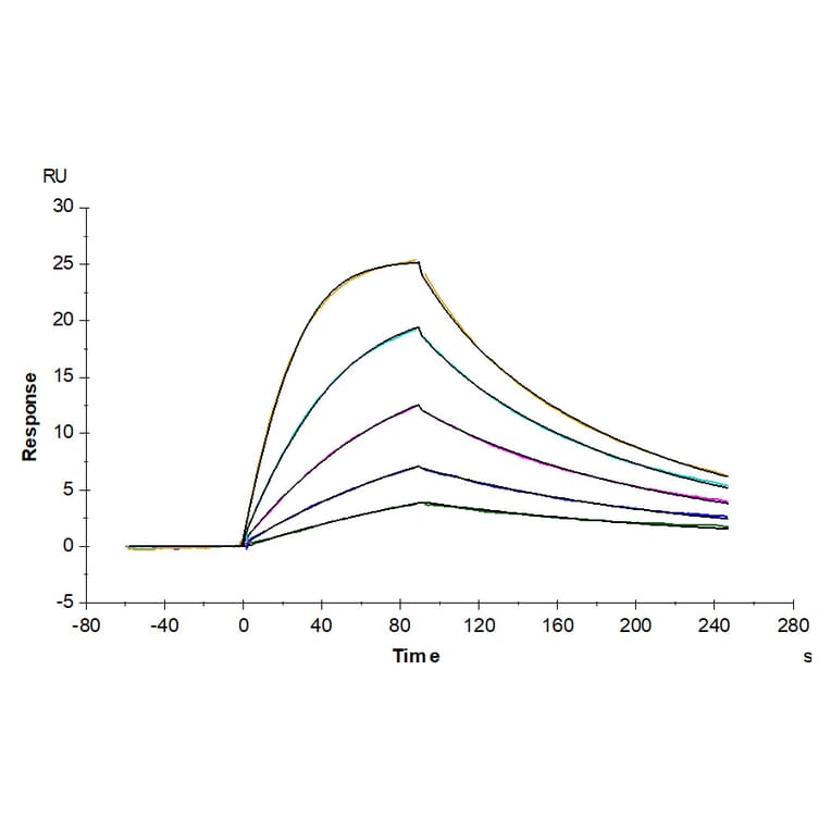 SPR Assay - Recombinant Human soluble IL2 Receptor beta Protein (C-terminal Human Fc Tag) (A331287) - Antibodies.com