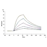 SPR Assay - Recombinant Human soluble IL2 Receptor beta Protein (C-terminal Human Fc Tag) (A331287) - Antibodies.com
