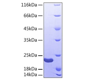 SDS-PAGE - Recombinant Human Sonic Hedgehog Protein (A331290) - Antibodies.com