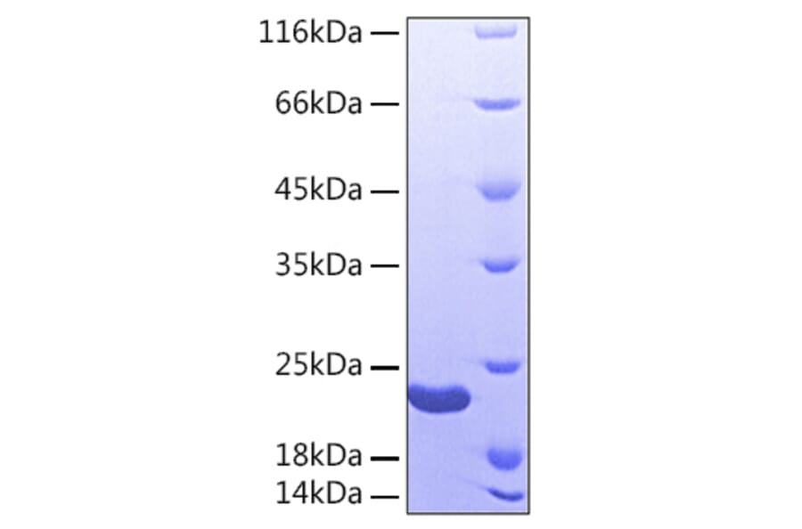 SDS-PAGE - Recombinant Human Sonic Hedgehog Protein (A331290) - Antibodies.com