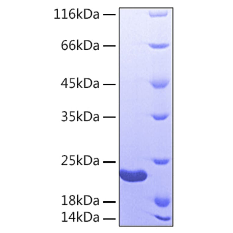 SDS-PAGE - Recombinant Human Sonic Hedgehog Protein (A331290) - Antibodies.com