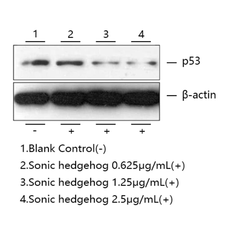 Western Blot - Recombinant Human Sonic Hedgehog Protein (A331290) - Antibodies.com