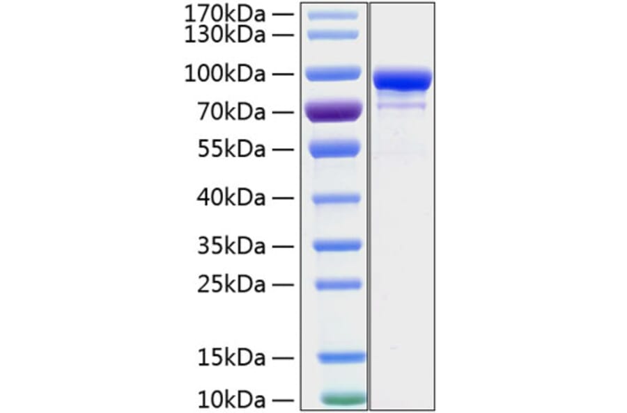 SDS-PAGE - Recombinant Human STAT1 Protein (C-terminal His Tag) (A331295) - Antibodies.com