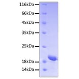 SDS-PAGE - Recombinant Human STAT3 Protein (C-terminal His Tag) (A331296) - Antibodies.com