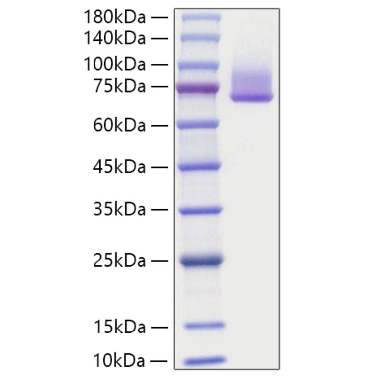 SDS-PAGE - Recombinant Human Syndecan-1 Protein (C-terminal Rabbit Fc Tag) (A331301) - Antibodies.com