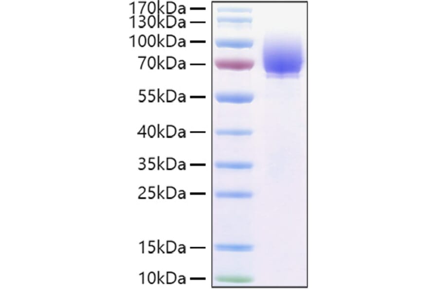 SDS-PAGE - Recombinant Human Tau Protein (C-terminal His Tag) (A331303) - Antibodies.com