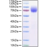 SDS-PAGE - Recombinant Human Tau Protein (C-terminal His Tag) (A331303) - Antibodies.com