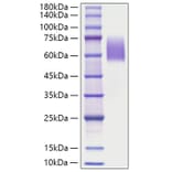 SDS-PAGE - Recombinant Human Tau Protein (C-terminal Human Fc Tag) (A331304) - Antibodies.com
