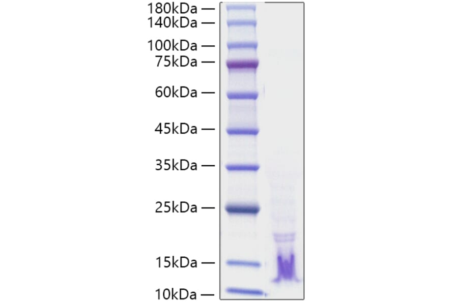 SDS-PAGE - Recombinant Human TGF alpha Protein (A331311) - Antibodies.com