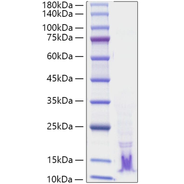 SDS-PAGE - Recombinant Human TGF alpha Protein (A331311) - Antibodies.com