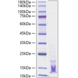 SDS-PAGE - Recombinant Human TGF alpha Protein (A331311) - Antibodies.com