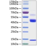 SDS-PAGE - Recombinant Human TGF beta 1 Protein (N-terminal His Tag) (A331312) - Antibodies.com