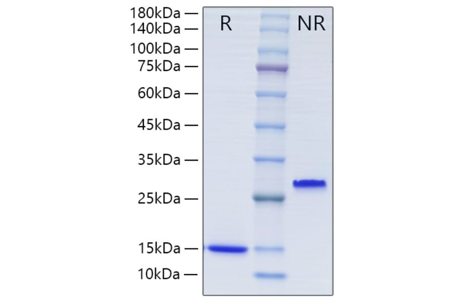 SDS-PAGE - Recombinant Human TGF beta 1 Protein (A331313) - Antibodies.com