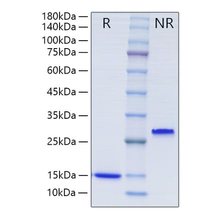 SDS-PAGE - Recombinant Human TGF beta 1 Protein (A331313) - Antibodies.com