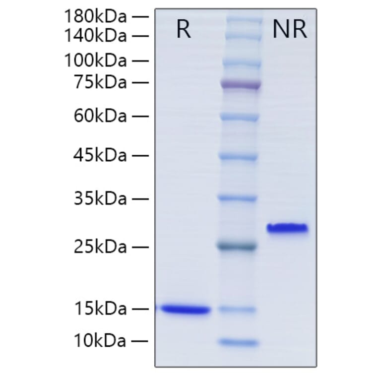 SDS-PAGE - Recombinant Human TGF beta 1 Protein (A331313) - Antibodies.com