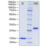 SDS-PAGE - Recombinant Human TGF beta 1 Protein (A331313) - Antibodies.com