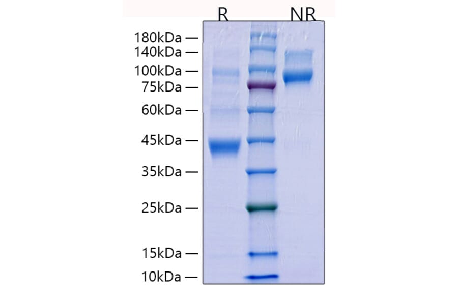 SDS-PAGE - Recombinant Human TGF beta 1 Protein (N-terminal His Tag) (A331315) - Antibodies.com