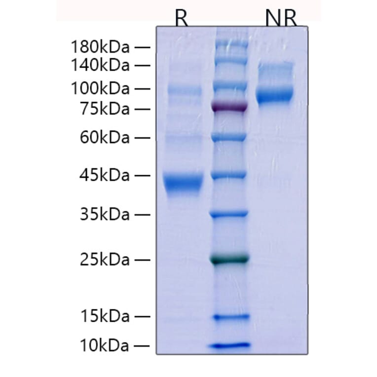 SDS-PAGE - Recombinant Human TGF beta 1 Protein (N-terminal His Tag) (A331315) - Antibodies.com